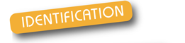 identifcation